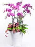 年宵花中的优雅之选 蝴蝶兰与大花蕙兰的节日魅力