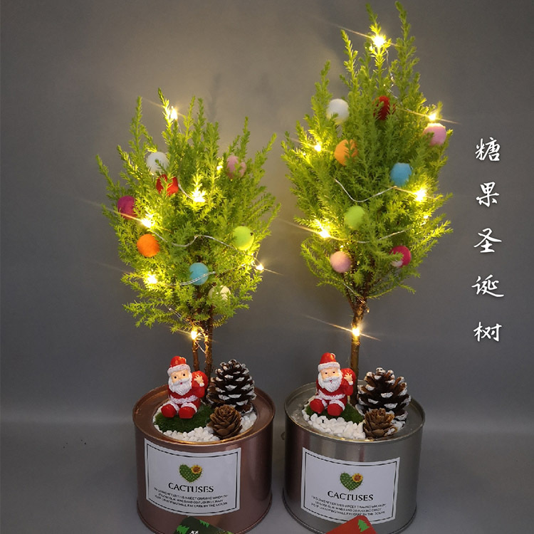 基地直批圣诞绿植盆栽 香松系列，打造居家节日氛围的完美礼品