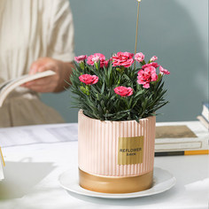 茉莉时节 夏日的芬芳馈赠