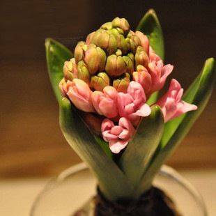 绿意萌趣，多彩生活 义乌市草娃娃日用品为您提供荷兰进口风信子种植全方案